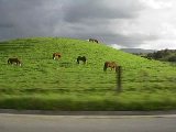 Palo Alto Farm