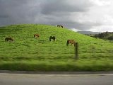 Palo Alto Farm